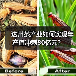 达州茶产业如何实现年产值冲刺80亿元?(图4) 达州茶产业如何实现年产值冲刺80亿元?(图4)