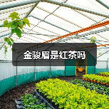 金骏眉是红茶吗(图2) 金骏眉是红茶吗(图2)