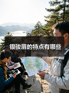 银骏眉的特点有哪些(图3) 银骏眉的特点有哪些(图3)