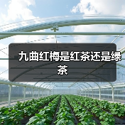 九曲红梅是红茶还是绿茶(图4) 九曲红梅是红茶还是绿茶(图4)