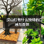 汉山红有什么独特的口感与香味(图3) 汉山红有什么独特的口感与香味(图3)