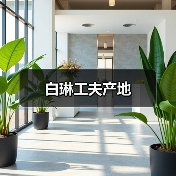 白琳工夫产地(图1) 白琳工夫产地(图1)