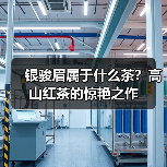 银骏眉属于什么茶?高山红茶的惊艳之作(图3) 银骏眉属于什么茶?高山红茶的惊艳之作(图3)