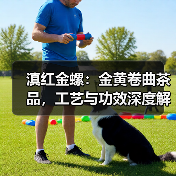 滇红金螺:金黄卷曲茶品,工艺与功效深度解析(图1) 滇红金螺:金黄卷曲茶品,工艺与功效深度解析(图1)