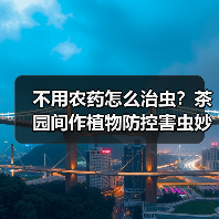 不用农药怎么治虫?茶园间作植物防控害虫妙招(图2) 不用农药怎么治虫?茶园间作植物防控害虫妙招(图2)