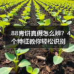 88青饼真假怎么辨?4个特征教你轻松识别(图2) 88青饼真假怎么辨?4个特征教你轻松识别(图2)