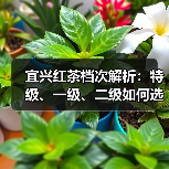 宜兴红茶档次解析:特级、一级、二级如何选?(图4) 宜兴红茶档次解析:特级、一级、二级如何选?(图4)