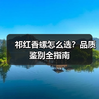 祁红香螺怎么选?品质鉴别全指南(图2) 祁红香螺怎么选?品质鉴别全指南(图2)