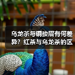 乌龙茶与铜骏眉有何差异?红茶与乌龙茶的区别详解(图1) 乌龙茶与铜骏眉有何差异?红茶与乌龙茶的区别详解(图1)