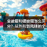 金骏眉和银骏眉怎么区分?从外形到风味的全方位对比(图1) 金骏眉和银骏眉怎么区分?从外形到风味的全方位对比(图1)