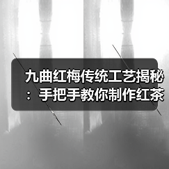 九曲红梅传统工艺揭秘:手把手教你制作红茶步骤(图1) 九曲红梅传统工艺揭秘:手把手教你制作红茶步骤(图1)