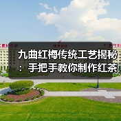 九曲红梅传统工艺揭秘:手把手教你制作红茶步骤(图4) 九曲红梅传统工艺揭秘:手把手教你制作红茶步骤(图4)