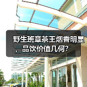野生班章茶王烟香明显,品饮价值几何?(图2) 野生班章茶王烟香明显,品饮价值几何?(图2)