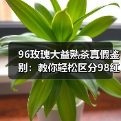 96玫瑰大益熟茶真假鉴别:教你轻松区分98红大益冒充(图1) 96玫瑰大益熟茶真假鉴别:教你轻松区分98红大益冒充(图1)