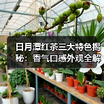 日月潭红茶三大特色揭秘:香气口感外观全解析(图2) 日月潭红茶三大特色揭秘:香气口感外观全解析(图2)