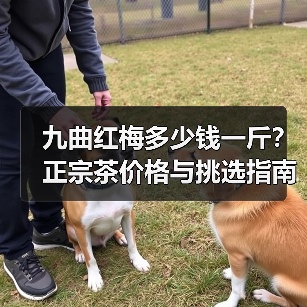 九曲红梅多少钱一斤?正宗茶价格与挑选指南(图2) 九曲红梅多少钱一斤?正宗茶价格与挑选指南(图2)