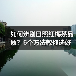 如何辨别日照红梅茶品质?6个方法教你选好茶(图1) 如何辨别日照红梅茶品质?6个方法教你选好茶(图1)