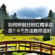 如何辨别日照红梅茶品质?6个方法教你选好茶(图4) 如何辨别日照红梅茶品质?6个方法教你选好茶(图4)
