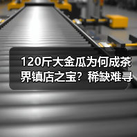 120斤大金瓜为何成茶界镇店之宝?稀缺难寻的神秘原因(图1) 120斤大金瓜为何成茶界镇店之宝?稀缺难寻的神秘原因(图1)