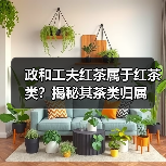 政和工夫红茶属于红茶类?揭秘其茶类归属(图4) 政和工夫红茶属于红茶类?揭秘其茶类归属(图4)