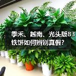 季禾、越南、光头版83铁饼如何辨别真假?(图1) 季禾、越南、光头版83铁饼如何辨别真假?(图1)