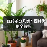 红碎茶分几类?四种类别全解析(图2) 红碎茶分几类?四种类别全解析(图2)