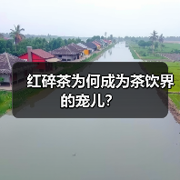 红碎茶为何成为茶饮界的宠儿？（图3）