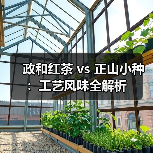 政和红茶 vs 正山小种：工艺风味全解析（图1）