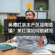 英德红茶主产区是哪些镇?英红镇如何脱颖而出(图4) 英德红茶主产区是哪些镇?英红镇如何脱颖而出(图4)