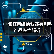 祁红香螺的特征有哪些?品鉴全解析(图3) 祁红香螺的特征有哪些?品鉴全解析(图3)
