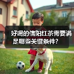 好喝的信阳红茶需要满足哪些关键条件？（图2）
