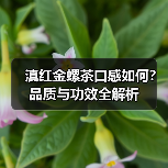 滇红金螺茶口感如何?品质与功效全解析(图2) 滇红金螺茶口感如何?品质与功效全解析(图2)