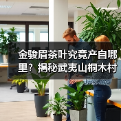 金骏眉茶叶究竟产自哪里?揭秘武夷山桐木村的茶香密码(图1) 金骏眉茶叶究竟产自哪里?揭秘武夷山桐木村的茶香密码(图1)