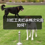 川红工夫红茶档次究竟如何?(图1) 川红工夫红茶档次究竟如何?(图1)