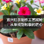 宜兴红茶制作工艺揭秘:从采摘到包装的匠心流程(图4) 宜兴红茶制作工艺揭秘:从采摘到包装的匠心流程(图4)
