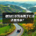 信阳红茶到底属于红茶还是绿茶？（图4）