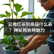 云南红茶到底是什么茶？揭秘其独特魅力（图2）