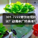 301-7222青饼如何辨别?勐海茶厂经典唛号茶品鉴(图2) 301-7222青饼如何辨别?勐海茶厂经典唛号茶品鉴(图2)