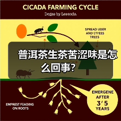 普洱茶生茶苦涩味是怎么回事?(图4) 普洱茶生茶苦涩味是怎么回事?(图4)