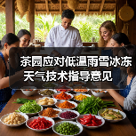 茶园应对低温雨雪冰冻天气技术指导意见(图3) 茶园应对低温雨雪冰冻天气技术指导意见(图3)