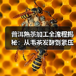 普洱熟茶加工全流程揭秘:从毛茶发酵到紧压成型的关键步骤(图3) 普洱熟茶加工全流程揭秘:从毛茶发酵到紧压成型的关键步骤(图3)