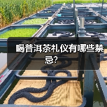 喝普洱茶礼仪有哪些禁忌?(图1) 喝普洱茶礼仪有哪些禁忌?(图1)