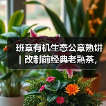 班章有机生态公章熟饼|改制前经典老熟茶,木香浓郁(图3) 班章有机生态公章熟饼|改制前经典老熟茶,木香浓郁(图3)