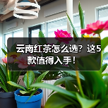 云南红茶怎么选？这5款值得入手！（图2）
