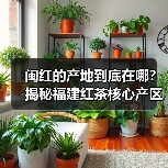 闽红的产地到底在哪?揭秘福建红茶核心产区(图1) 闽红的产地到底在哪?揭秘福建红茶核心产区(图1)