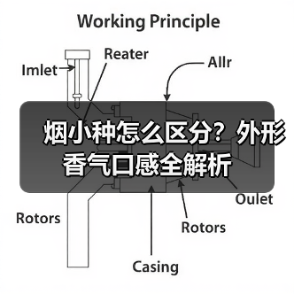 烟小种怎么区分?外形香气口感全解析(图2) 烟小种怎么区分?外形香气口感全解析(图2)