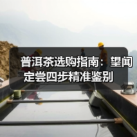普洱茶选购指南:望闻定尝四步精准鉴别(图2) 普洱茶选购指南:望闻定尝四步精准鉴别(图2)