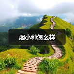 烟小种怎么样(图3) 烟小种怎么样(图3)