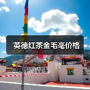 英德红茶金毛毫价格(图4) 英德红茶金毛毫价格(图4)