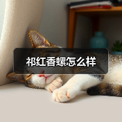 祁红香螺怎么样(图4) 祁红香螺怎么样(图4)